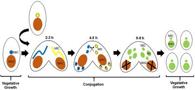 Exploring the Histone Acetylation Cycle in the Protozoan Model Tetrahymena thermophila